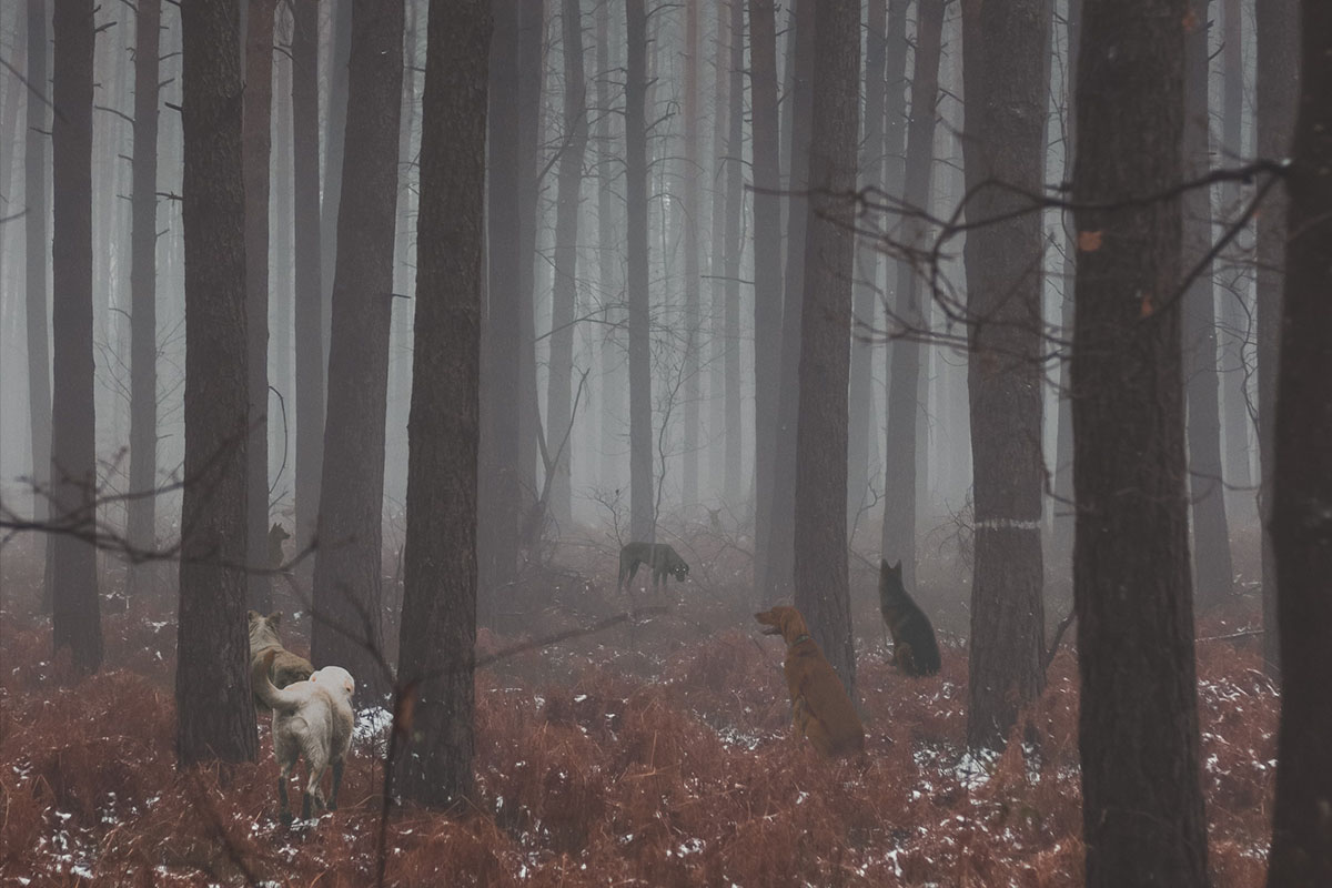 illustration of pack of dogs in forest setting