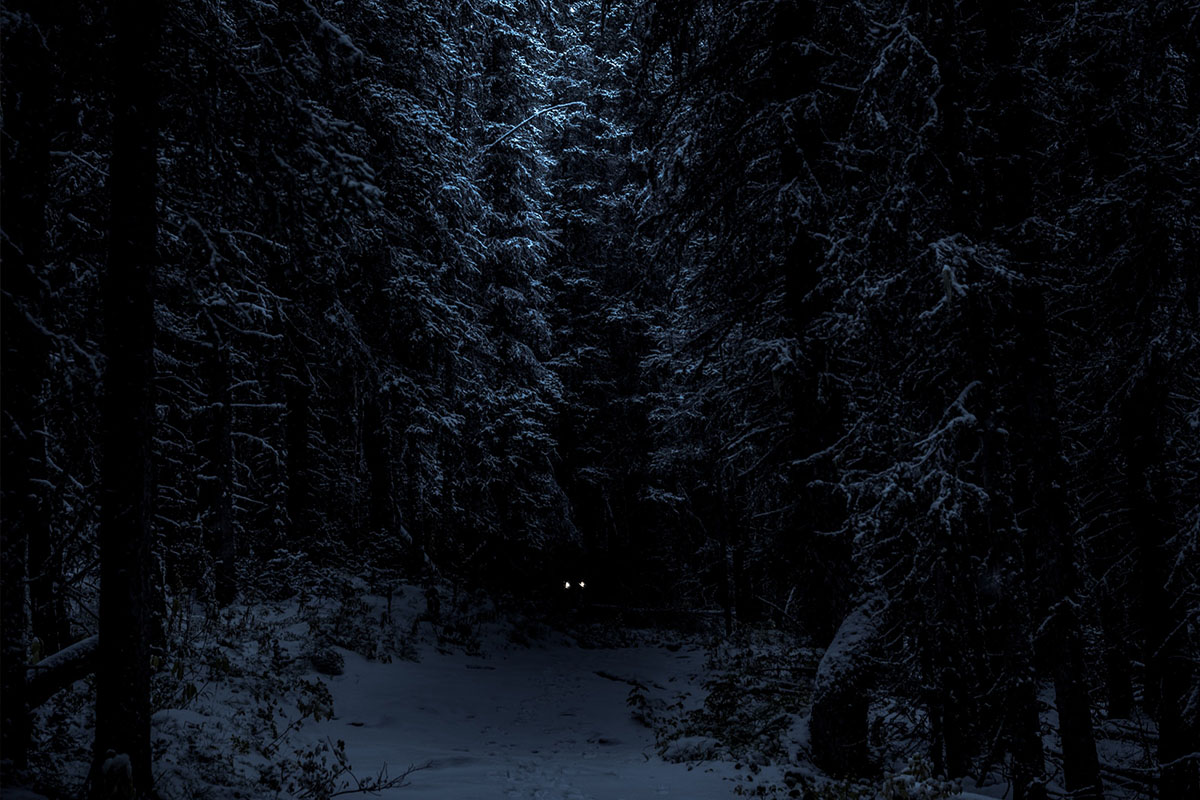 glowing eyes peer out from a snow dusted forest at night